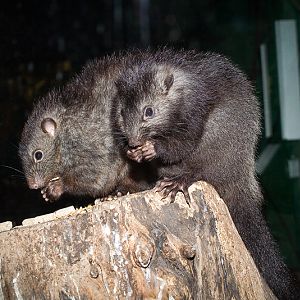 Panay Cloud Rat (Crateromys heaneyi) at London Zoo