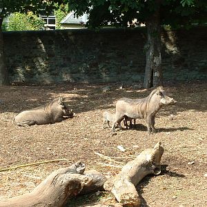 Warthog - Edinburgh, 2006