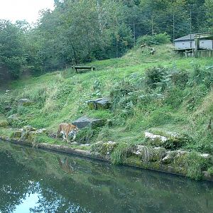 Tiger Enclosure - Belfast 2006