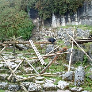 Spectacled Bear Enclosure - Belfast 2006