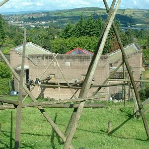 Kikuyu Colobus & Langur House - Belfast 2006