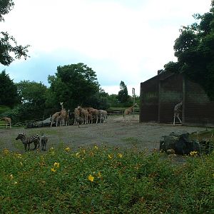 Giraffe, Zebra, Ostrich House & Paddock - Belfast 2006