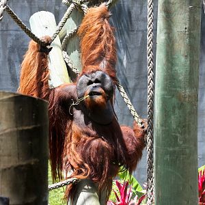 Orangutan - Jan 2008