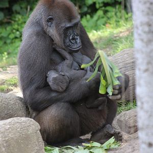 Gorilla with baby - Jan 2008