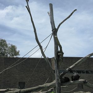 Chimp up a tree - Jan 2008