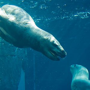 Leopard Seal - May 2008