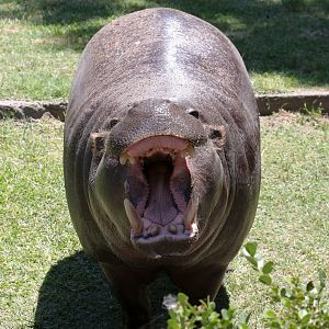 Pygmy Hippo - Jan 2008