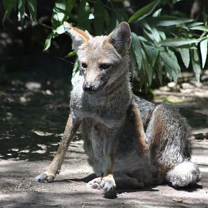 Grey Zorro - Jan 2008