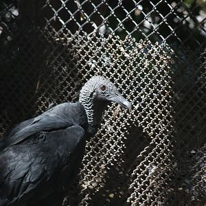 Black Vulture - Jan 2008