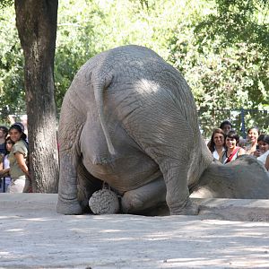 African Elephant - Jan 2008