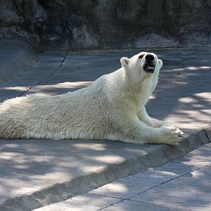 Polar Bear - Jan 2008