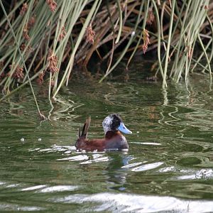 Laguna Nímez Reserve - Feb 2008