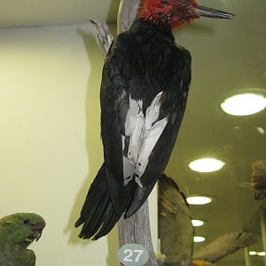 Magellanic Woodpecker