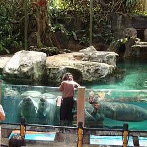 Manatee feeding, Singapore Zoo