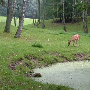 Dybowski's Sika at Wildpark Schwarze Berge 2007