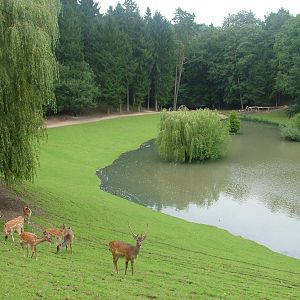 Fallow Deer at Wildpark Schwarze Berge 2007