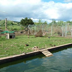 Lemur and waterfowl enclosure at Fife Animal Park 2008