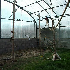 Walk-through Parrot Aviary at Fife Animal Park 2008