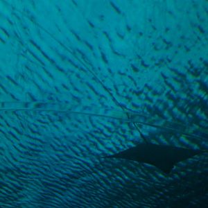 eagle ray, Pattaya Underwater World (Thailand)