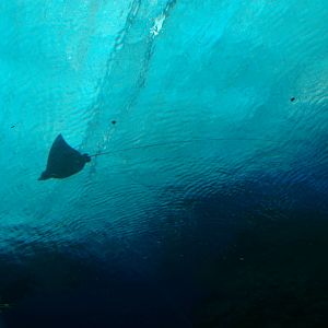 eagle ray, Pattaya Underwater World (Thailand)