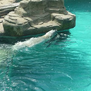 Lincoln Park Zoo - Polar Bear