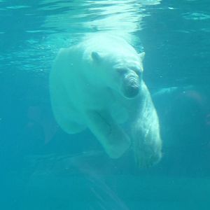Lincoln Park Zoo - Polar Bear