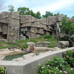 Lincoln Park Zoo - Andean Bear Exhibit