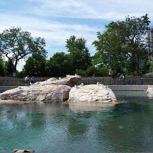 Lincoln Park Zoo - Seal Pool
