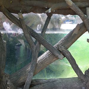 Lincoln Park Zoo - Beaver Viewing Window