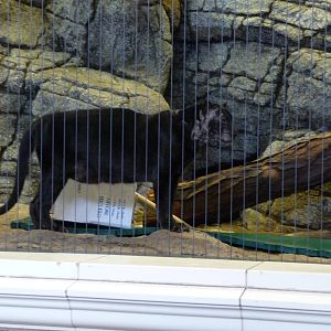 Lincoln Park Zoo - Leopard with severe allergies