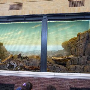 Lincoln Park Zoo - Leopard Exhibit
