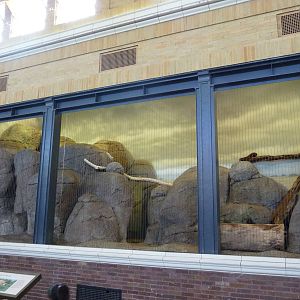 Lincoln Park Zoo - Serval Exhibit