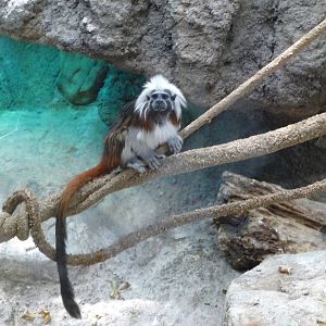 Cotton-top Tamarin - Lincoln Park Zoo