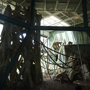 Regenstein Center for African Apes - Lincoln Park Zoo
