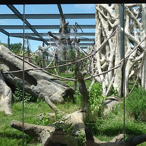 Regenstein Center for African Apes - Lincoln Park Zoo