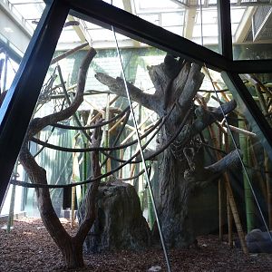 Regenstein Center for African Apes - Lincoln Park Zoo