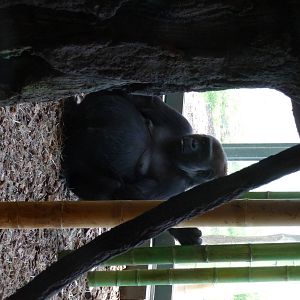Regenstein Center for African Apes - Lincoln Park Zoo