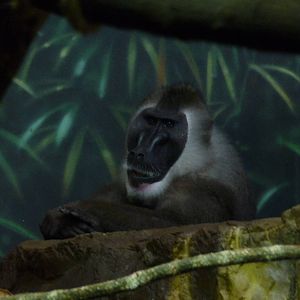 Drill - Lincoln Park Zoo