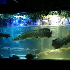 Amazon tank, Pattaya Underwater World (Thailand)