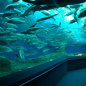 ocean tank, Pattaya Underwater World (Thailand)