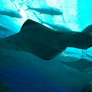 ocean tank, Pattaya Underwater World (Thailand)