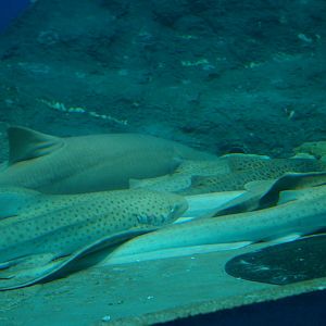 shark pile, Pattaya Underwater World (Thailand)