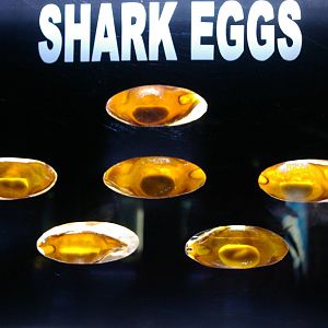 shark eggs, Pattaya Underwater World (Thailand)