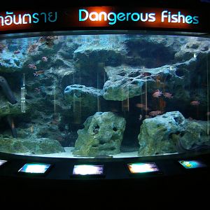'dangerous fish' tank, Pattaya Underwater World (Thailand)