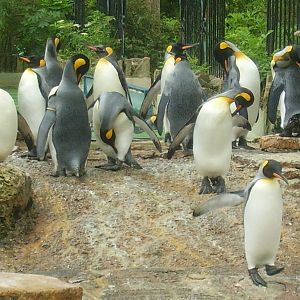 King Penguins