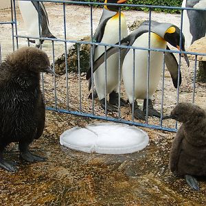 King Penguin chicks