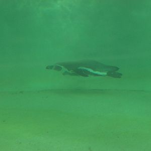 Humboldt Under water