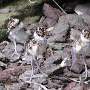 Crowned Plover chicks