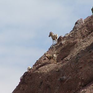 Desert bighorn sheep