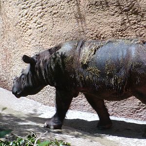 Sumatran rhinoceros
